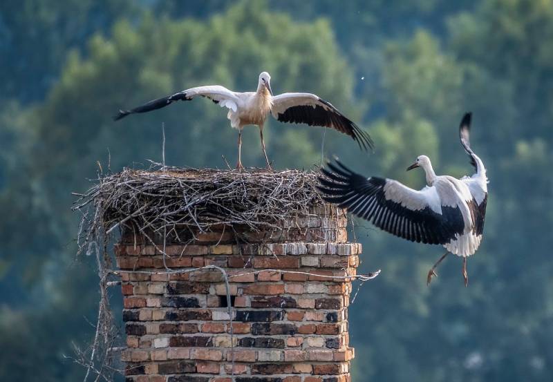 Professional Chimney Animal Removal Services in Capistrano Beach, California