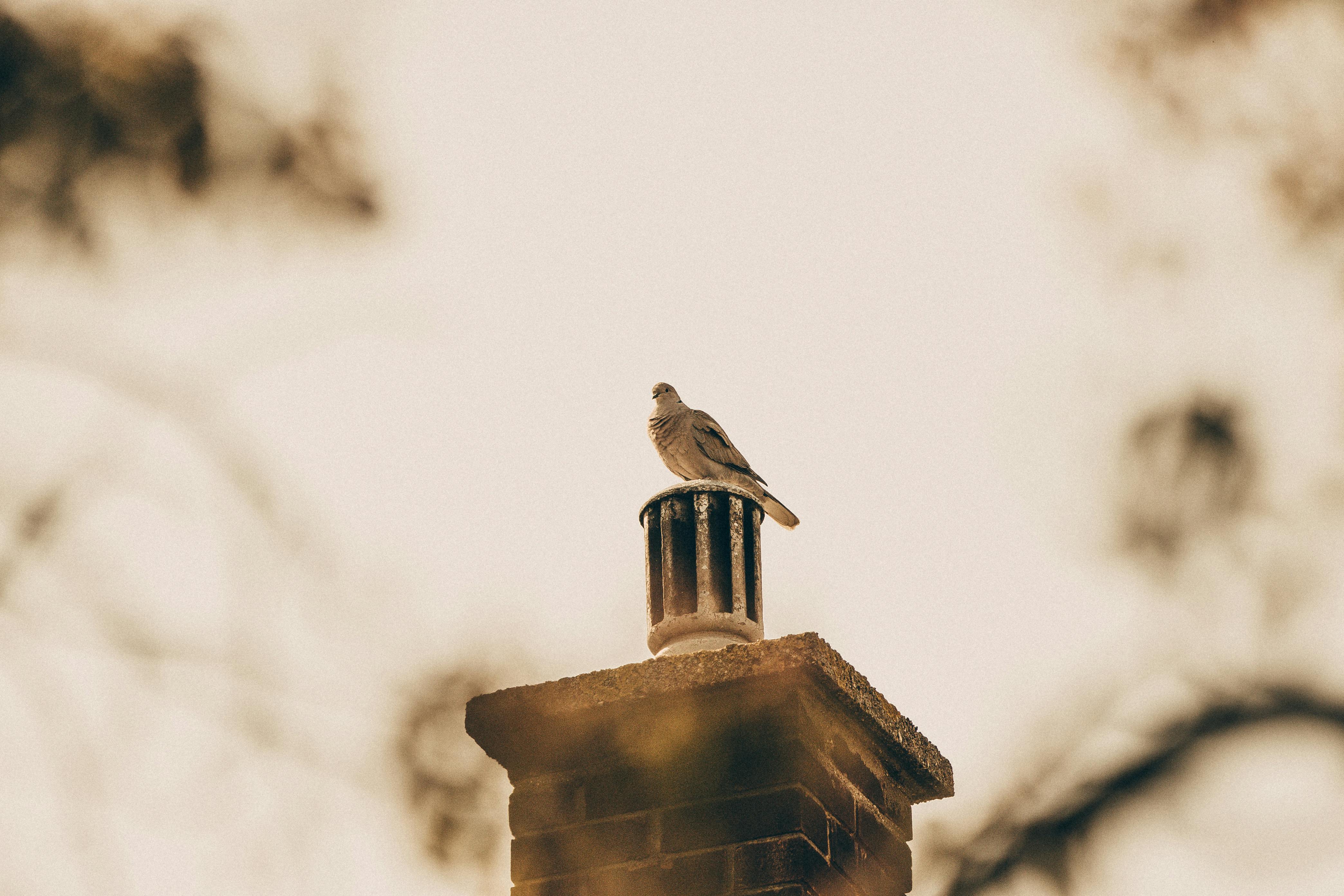 Expert Chimney Cap Installation in Capistrano Beach, California